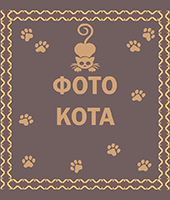 кнопка фото кота