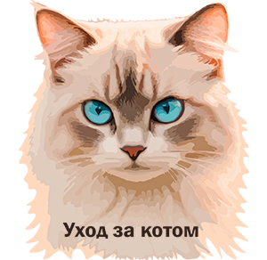 уход за котом