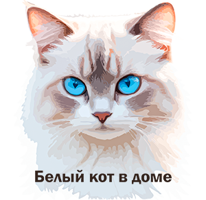 белый кот
