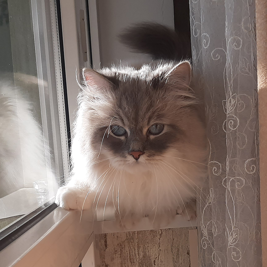 Кот Жордан на окне.