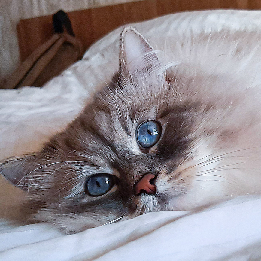 Кот Жордан отдыхает в номере.