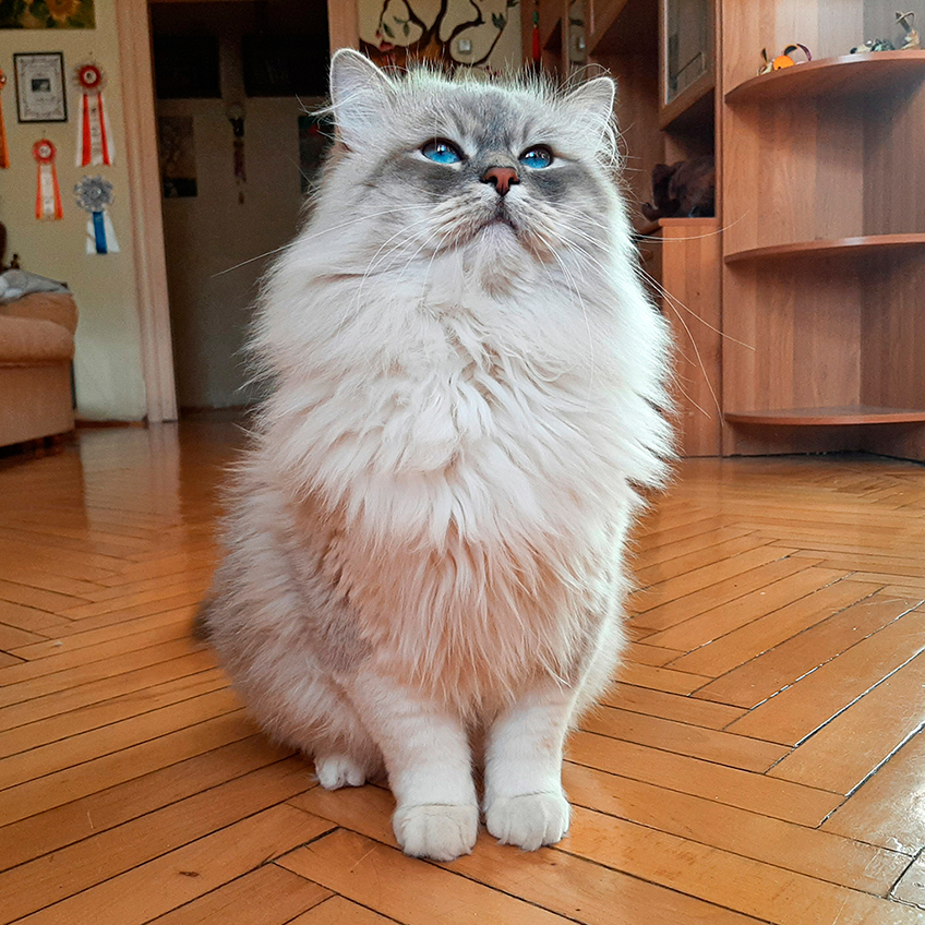 Кот Жордан дома.