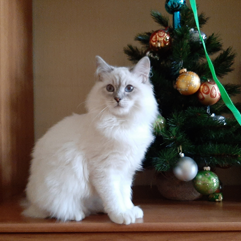 Кот Жордан. Здесь ему 4 месяца.