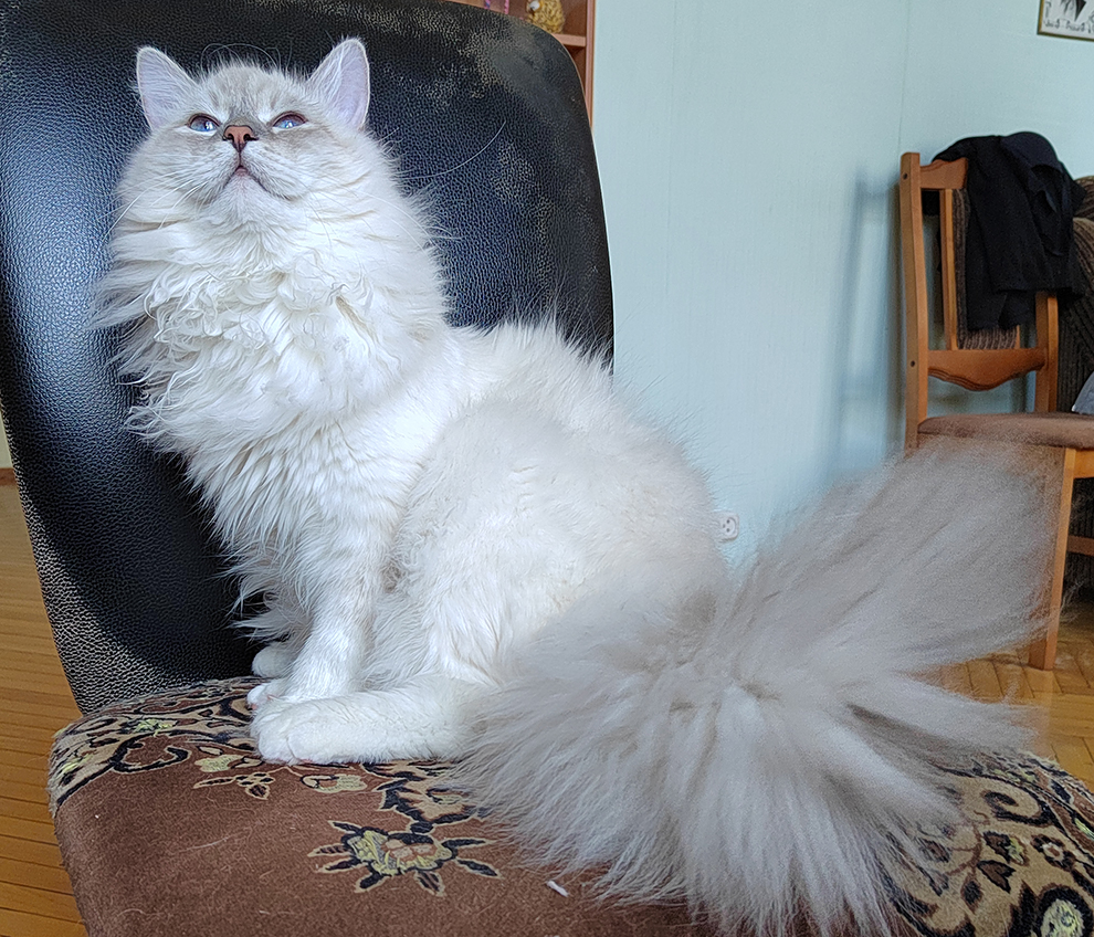 Кот Жордан. Здесь ему 7 месяцев.
