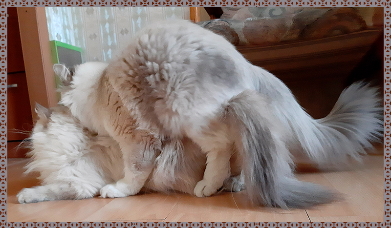 Вязка кота и кошки