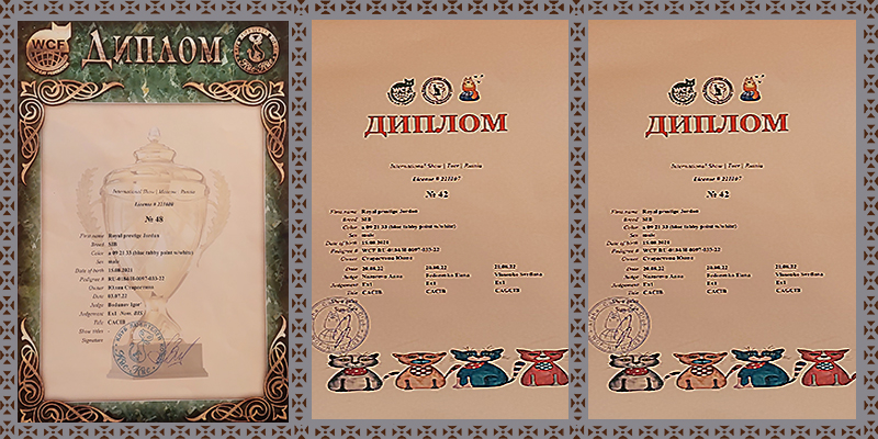 дипломы CACIB