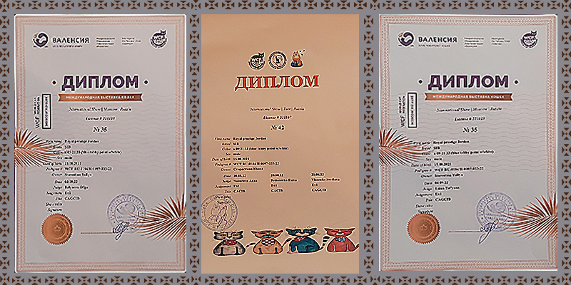 дипломы с выставок невский маскарадный кот