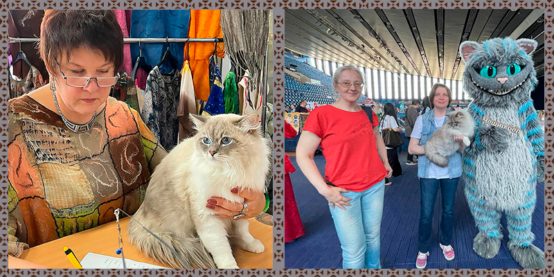 невский маскарадный котёнок