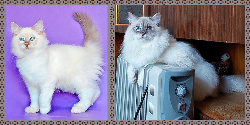 невский маскарадный котёнок