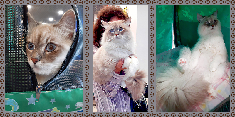 Наш Невский маскарадный кот