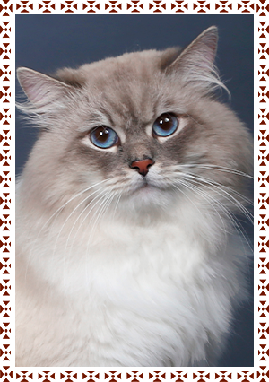 хороший сибирский кот Чемпион Мира