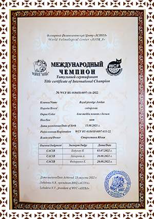 сертификат кота чемпиона