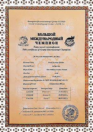 сертификат большой международный чемпион для котов