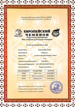 сертификат европейский чемпион для котов