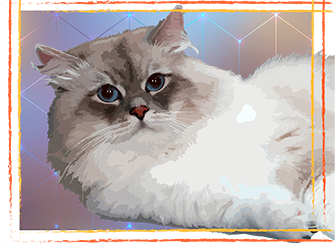 кот чемпион