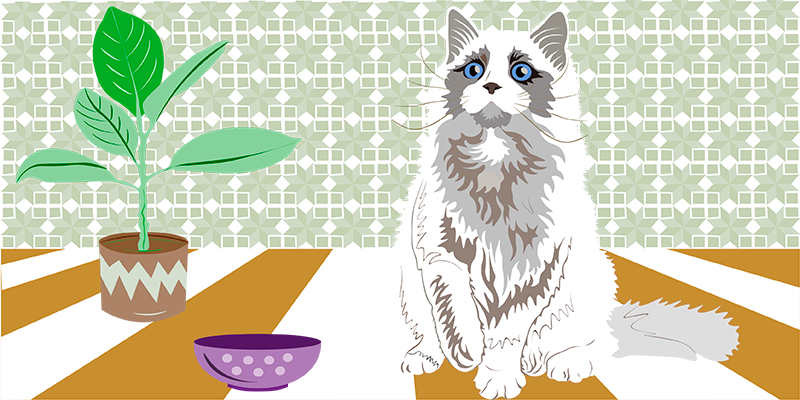 кошка муся