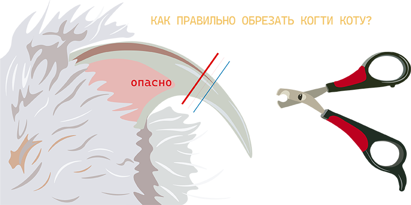 как правильно обрезать когти кошке
