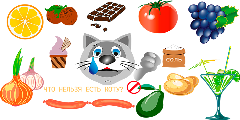 продукты которые нельзя давать кошкам