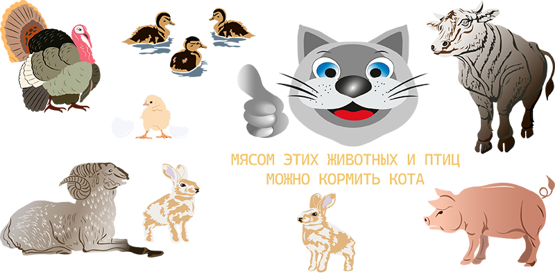 мясом этих животных и птиц можно кормить кота