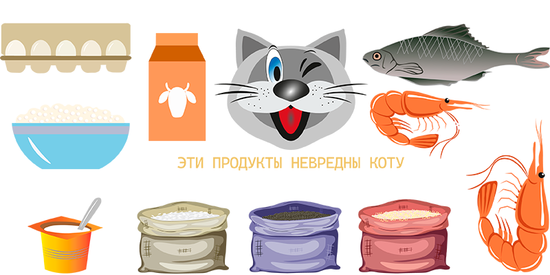 безвредные продукты для кошки