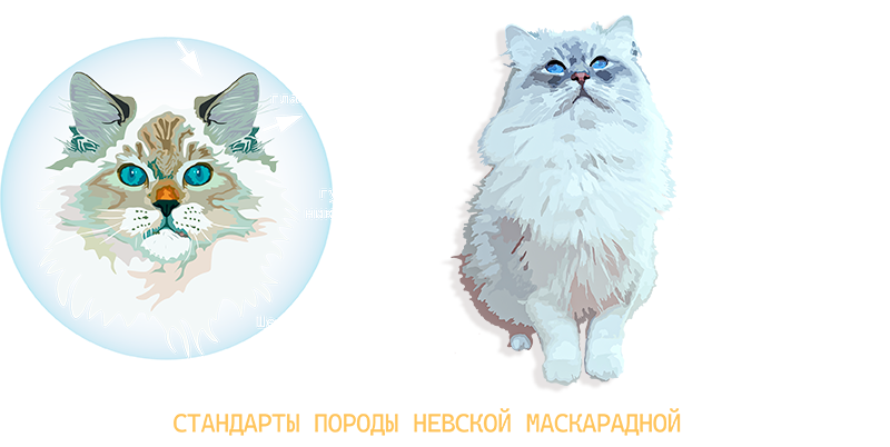 Маскарадная кошка стандарты породы