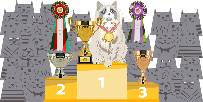кот чемпион