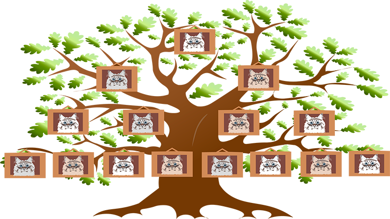 кот дерево родословной