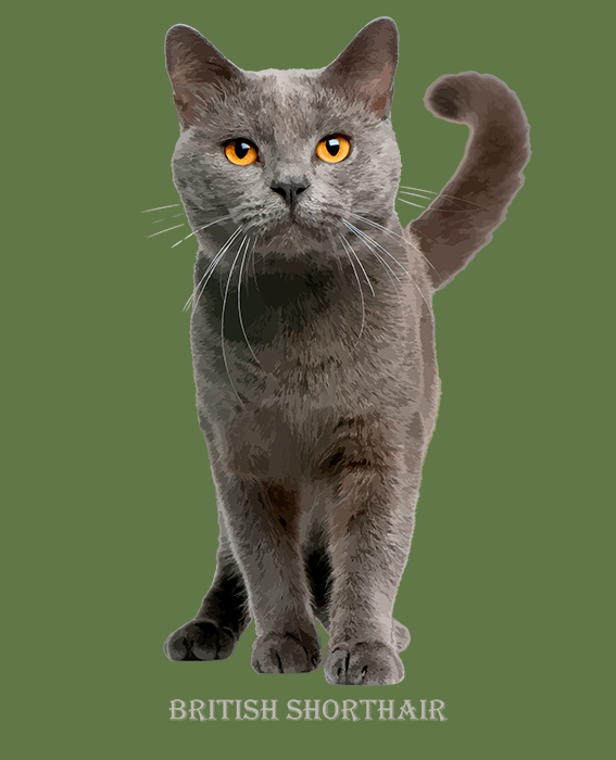 принт с Британским котом